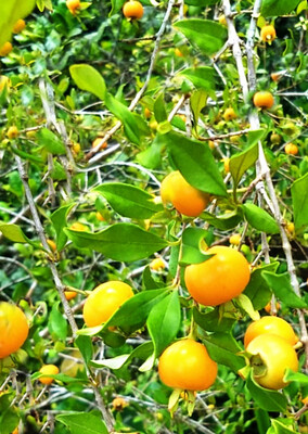 Pitomba (Eugenia luschnathiana) 1G