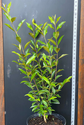 Pitomba (Eugenia luschnathiana) 3G