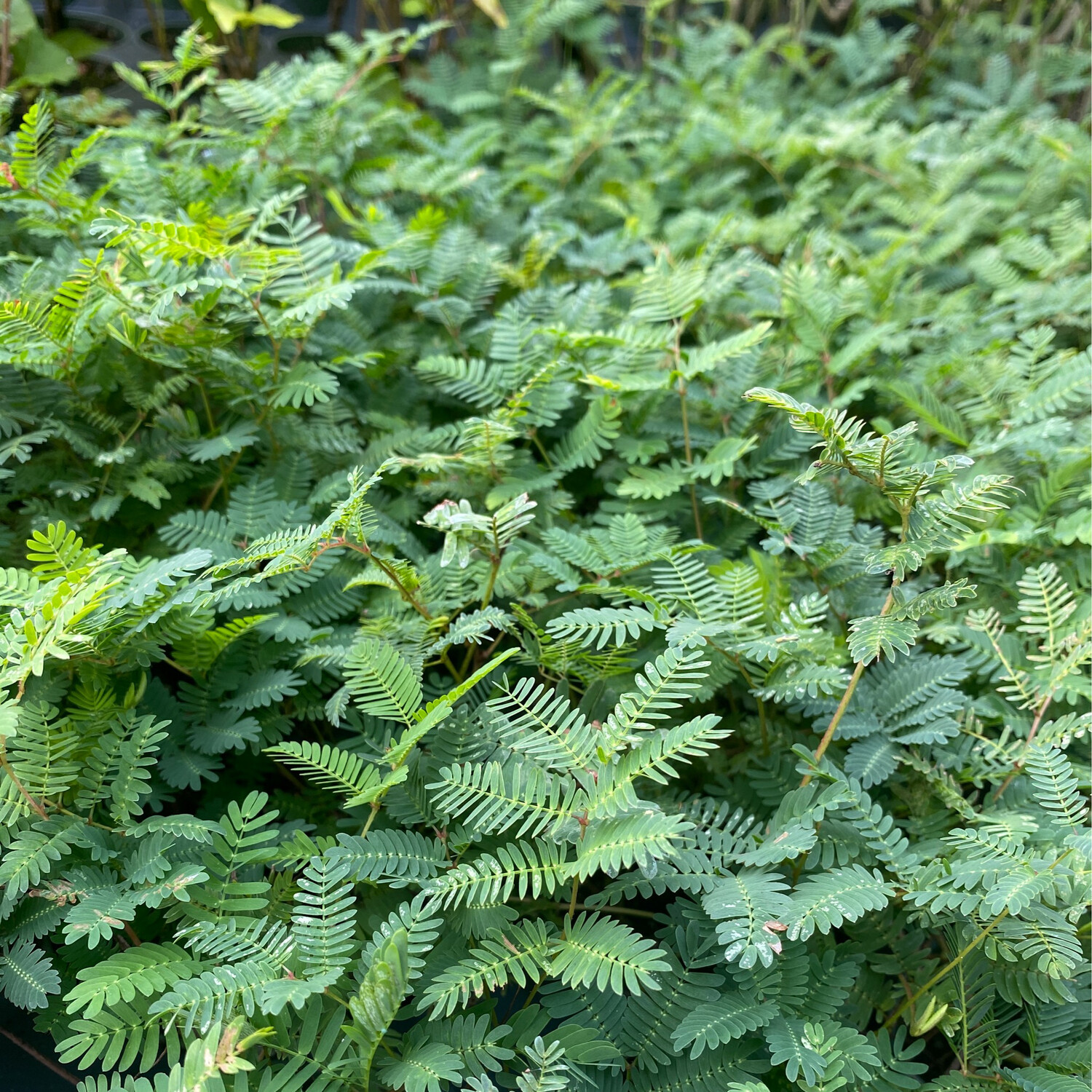 Sunshine Mimosa (Mimosa strigillosa) 4" Sunshine Mimosa (Mimosa strigillosa) 4"