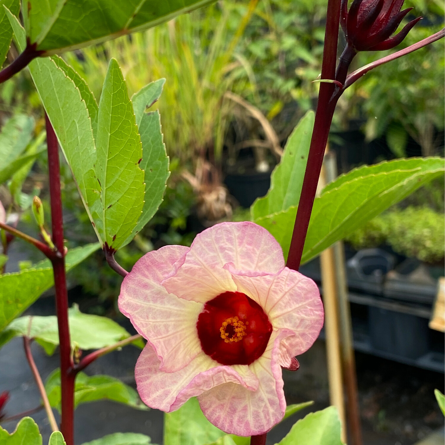 Hibiscus - Roselle (Hibiscus sabdariffa) 4" Hibiscus - Roselle (Hibiscus sabdariffa) 4"