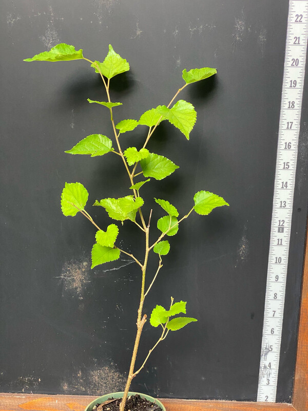 Mulberry - World&#39;s Best (Morus alba macroura hybrid) 4”