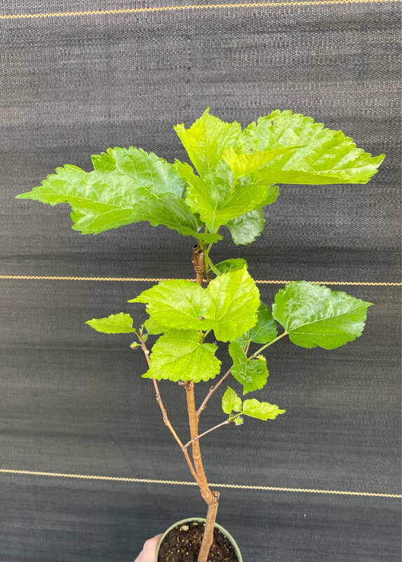Mulberry - White (Morus alba) 4&quot;