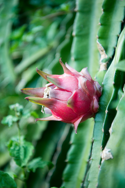 Dragon Fruit - Edgar's Baby (Hylocereus hybrid) 1G Dragon Fruit - Edgar's Baby (Hylocereus hybrid) 1G