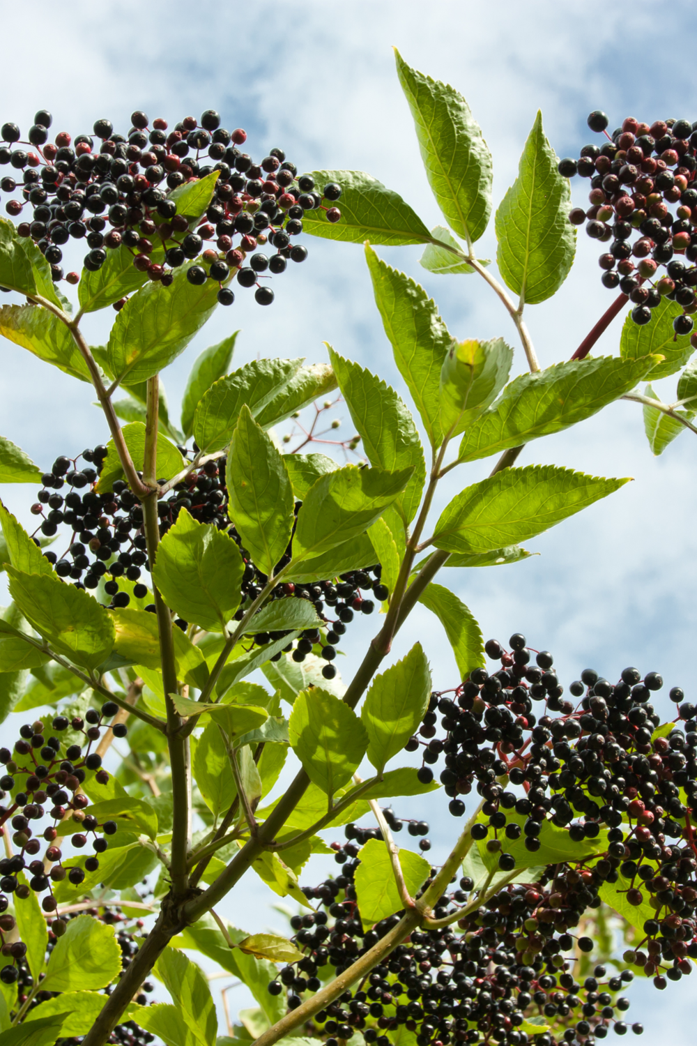 Elderberry (Sambucus nigra ssp. canadensis) 4&quot;