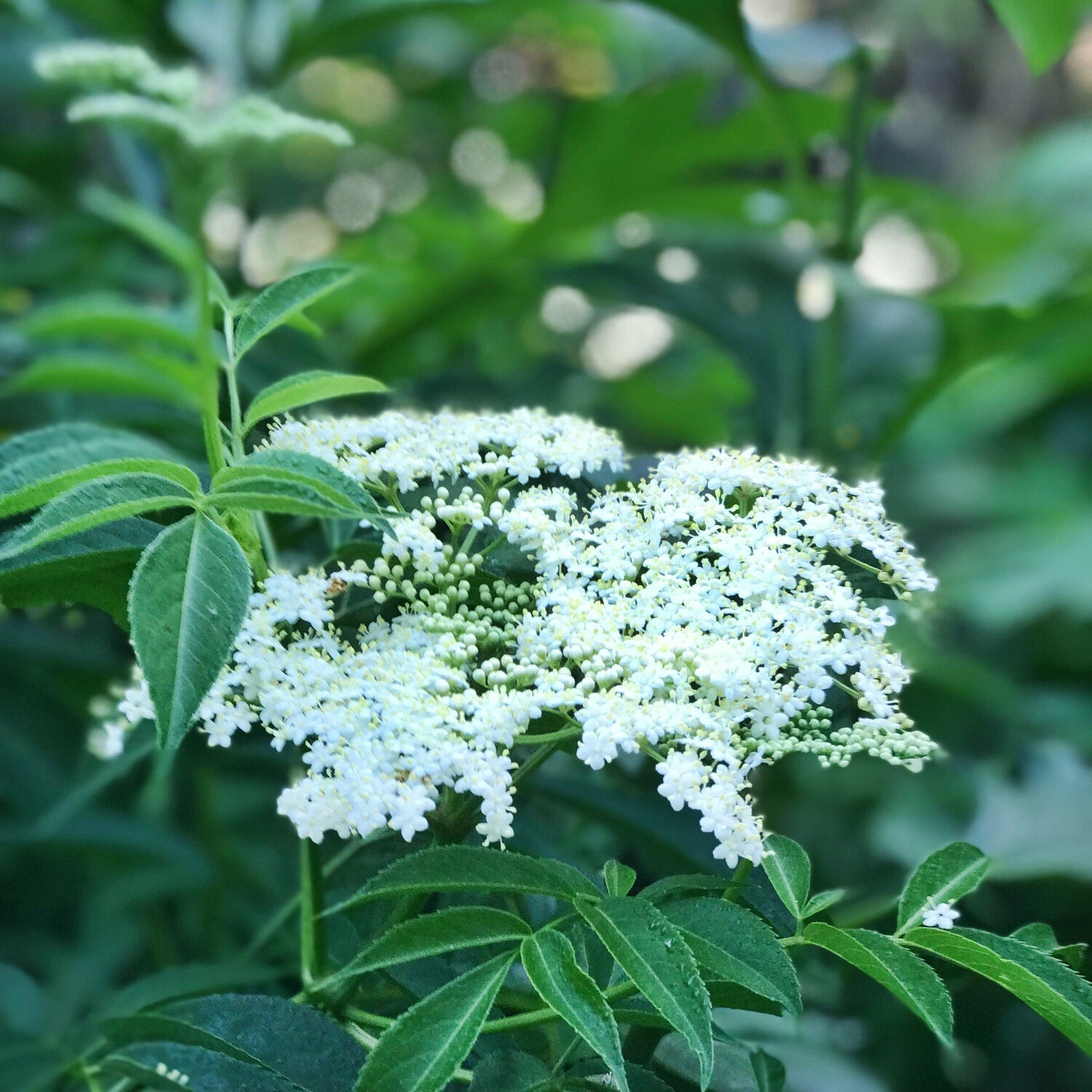 Elderberry (Sambucus nigra ssp. canadensis) 4&quot;