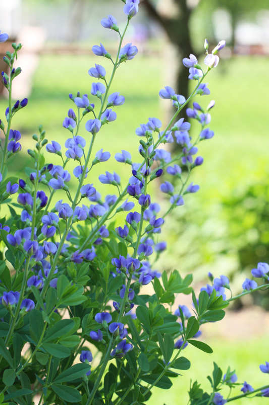 Blue False Indigo (Baptisia australis) 4"