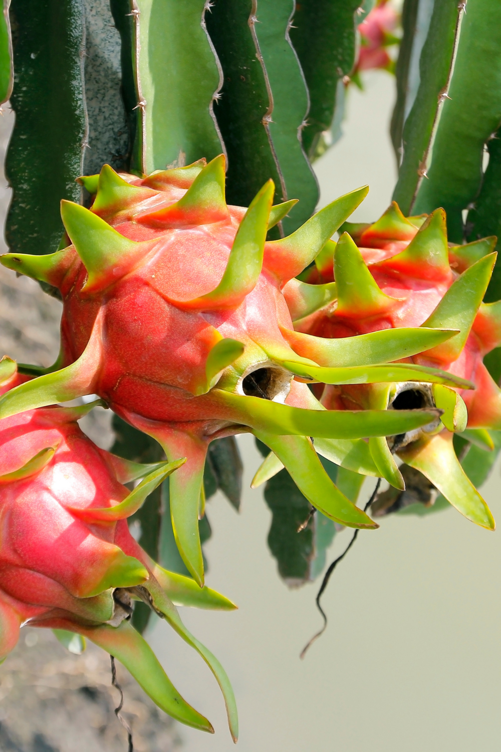 Dragon Fruit - Edgar&#39;s Baby (Hylocereus hybrid) 1G