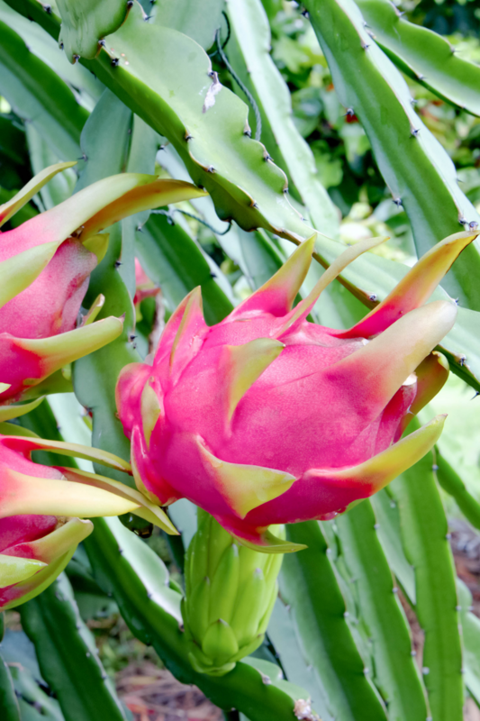 Dragon Fruit - Red (Hylocereus costaricensis) 1G Dragon Fruit - Red (Hylocereus costaricensis) 1G