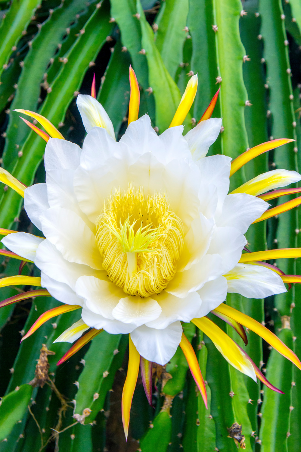 Dragon Fruit - Red (Hylocereus costaricensis) 1G