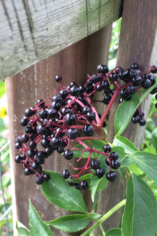 Elderberry (Sambucus nigra ssp. canadensis) 4&quot;