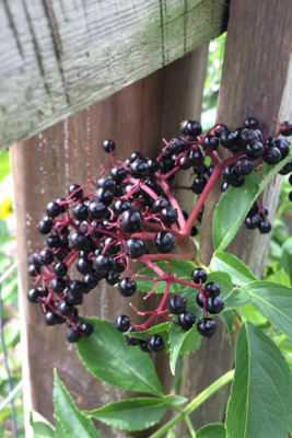 Elderberry (Sambucus nigra ssp. canadensis) 4"