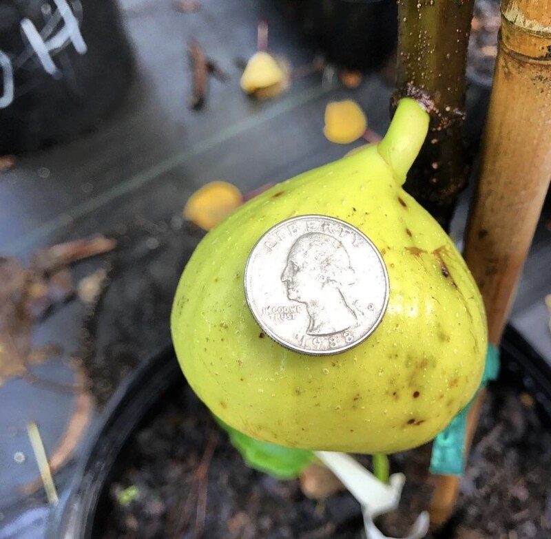 Fig - Deanna (Ficus carica) 3G Fig - Deanna (Ficus carica) 3G