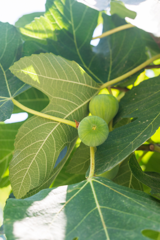 Fig - White Marseilles (Ficus sp.) 1G