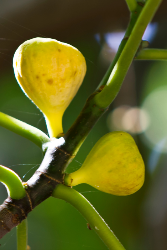 Fig - Yellow Long Neck (Ficus carica) 1G Fig - Yellow Long Neck (Ficus carica) 1G