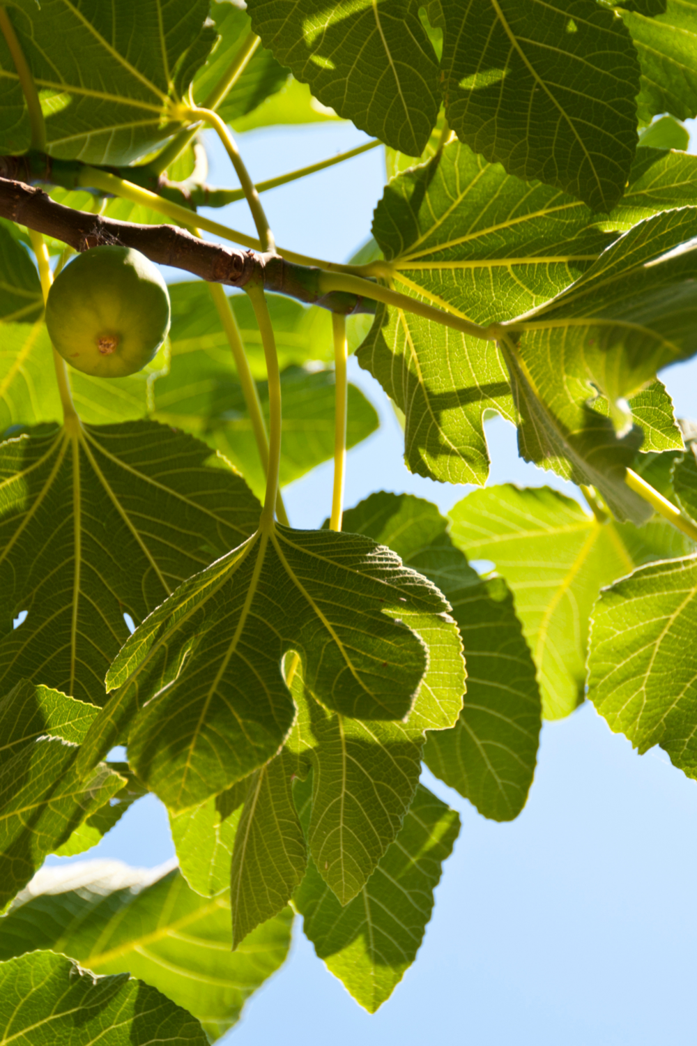 Fig - White Marseilles (Ficus sp.) 3G