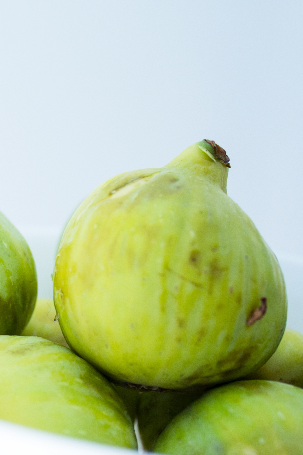 Fig - White Marseilles (Ficus sp.) 3G