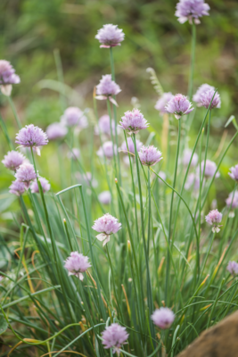 Garlic Chives - Purple (Allium tuberosum) 4"