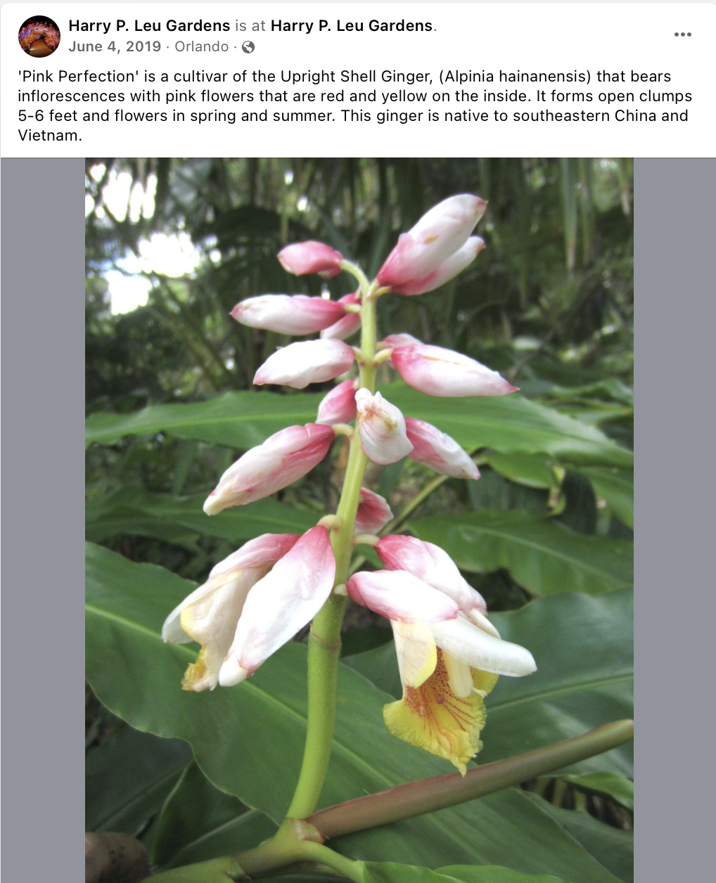 Ginger - 'Pink Perfection' (Alpinia hainanensis) 4" Ginger - 'Pink Perfection' (Alpinia hainanensis) 4"
