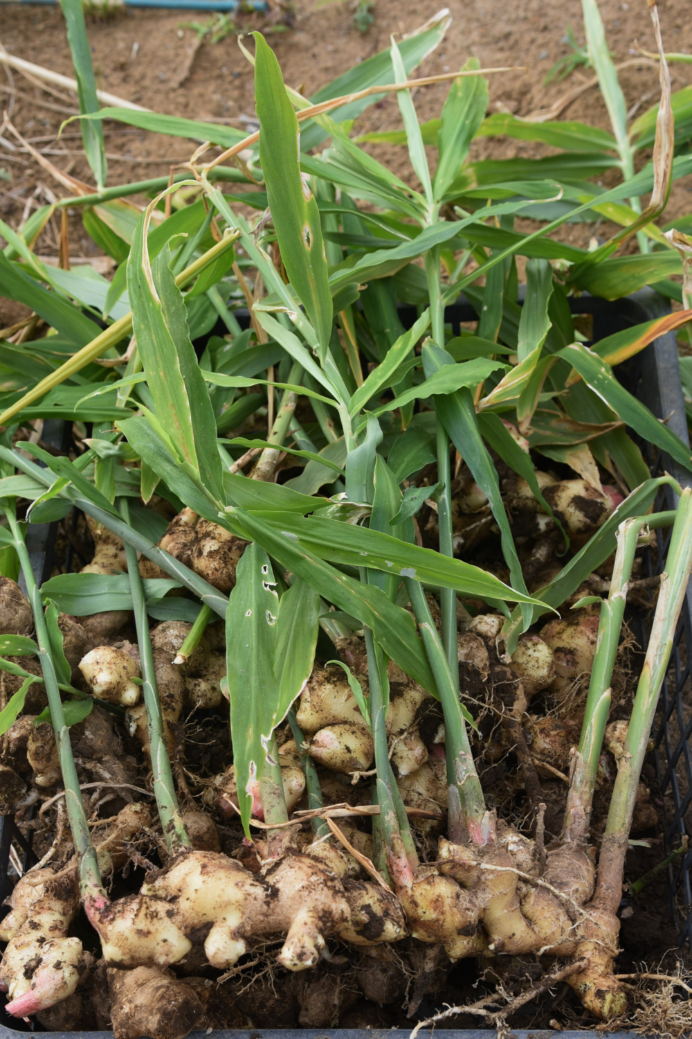 Ginger - Edible (Zingiber officinale) 4&quot;