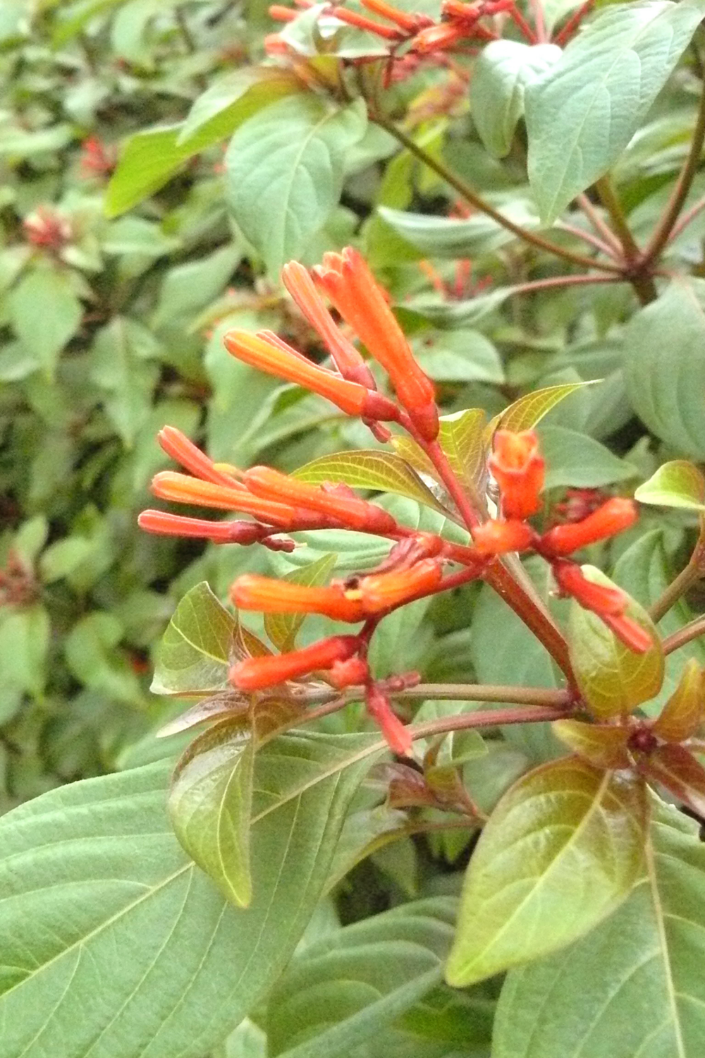Firebush (Hamelia patens) 3G Firebush (Hamelia patens) 3G