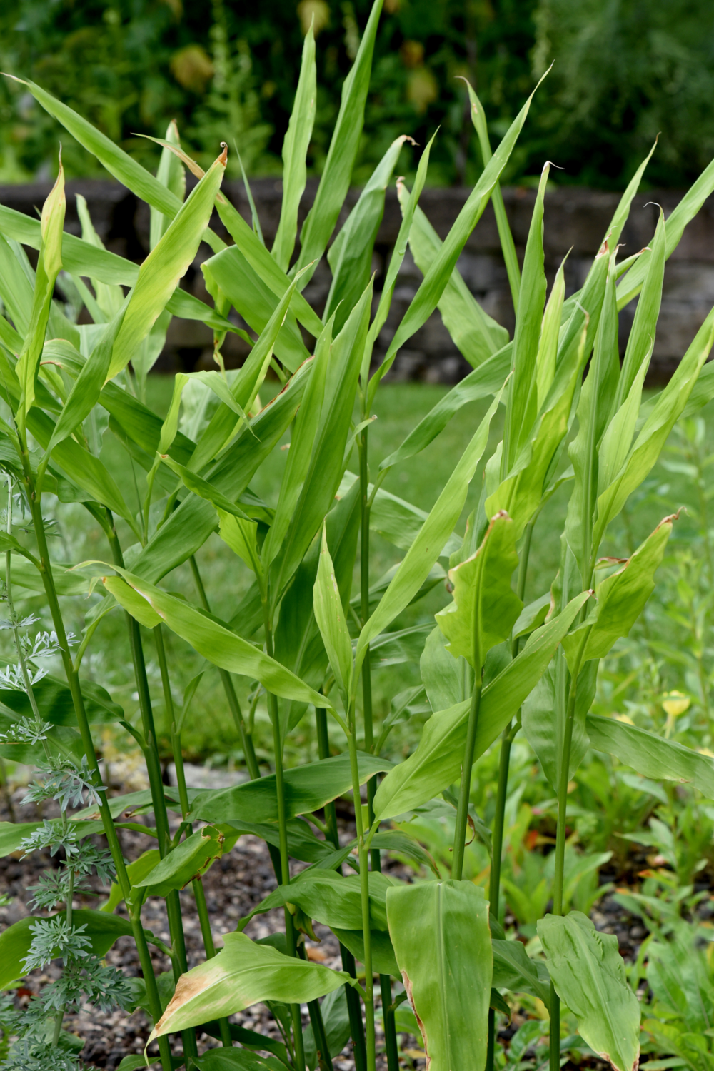 Ginger - Edible (Zingiber officinale) 4&quot;