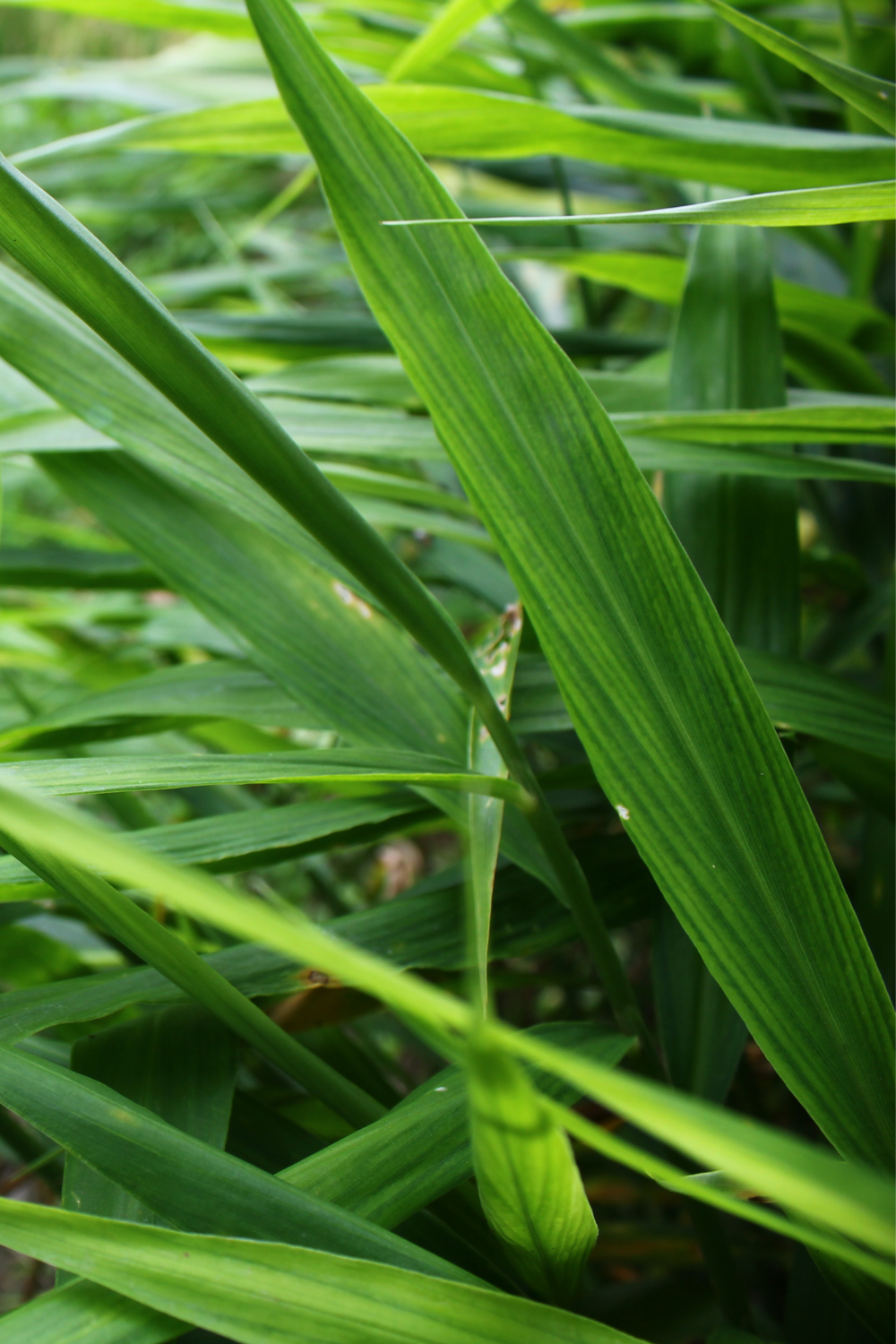 Ginger - Edible (Zingiber officinale) 4&quot;