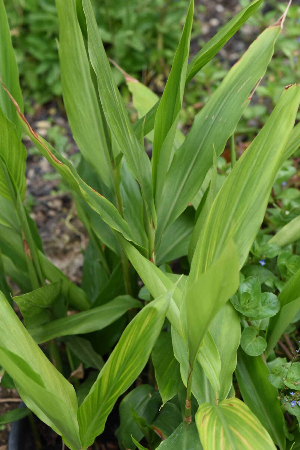 Galangal, Lesser (Alpinia officinarum) &quot;Thai Ginger&quot;, 1G