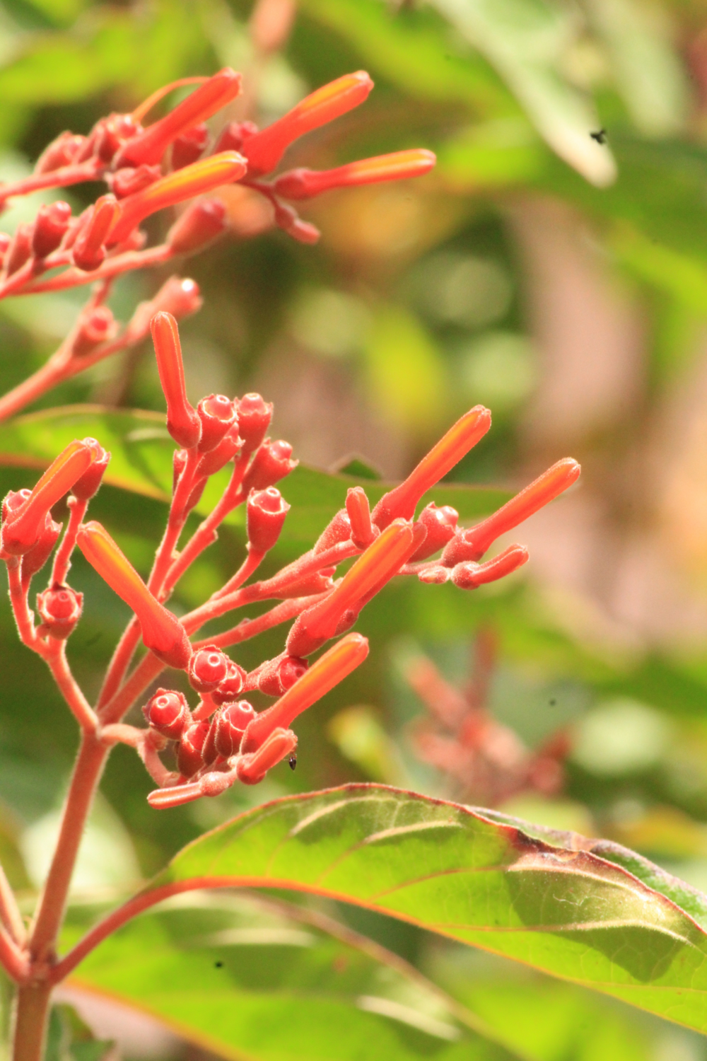 Firebush (Hamelia patens) 3G Firebush (Hamelia patens) 3G