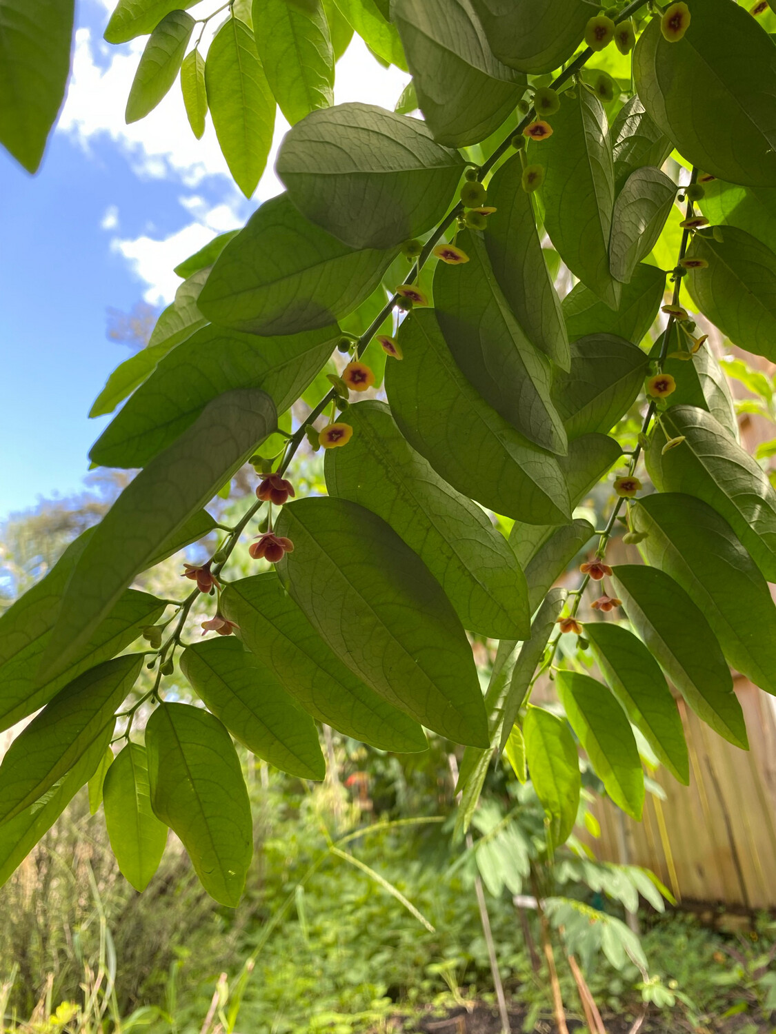 Katuk - Green (Sauropus androgynus) 4"