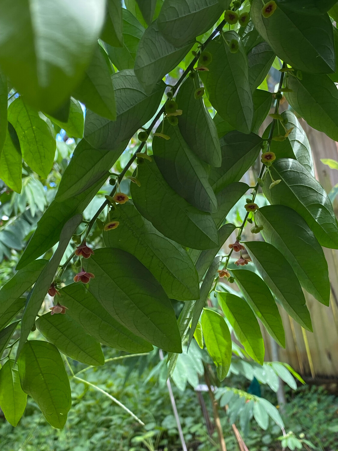 Katuk - Green (Sauropus androgynus) 1G