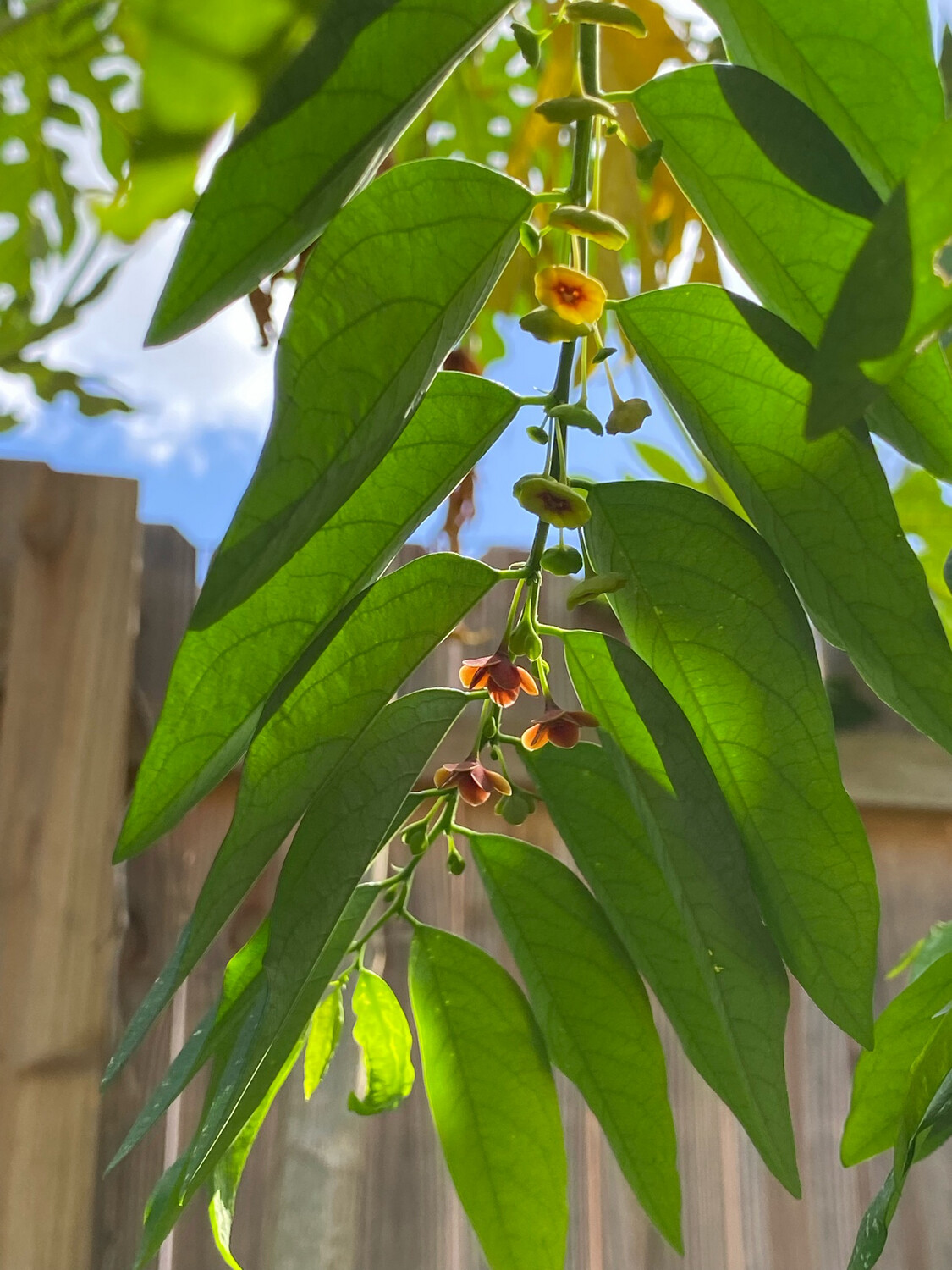 Katuk - Green (Sauropus androgynus) 1G