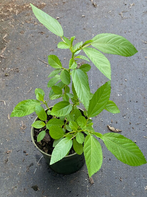 Spinach - Egyptian, Jute, Molokhia (Corchorus olitorius) 4&quot;