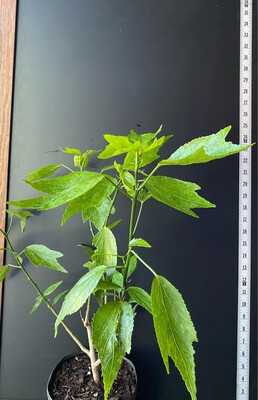 Hibiscus - Turk's Cap, White (Malvaviscus penduliflorus) Edible flower 4”