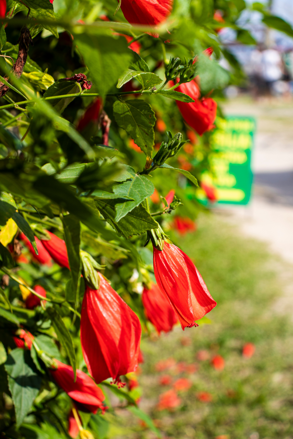 Hibiscus - Turk&#39;s Cap, Red (Malvaviscus penduliflorus) Edible Flower 3G