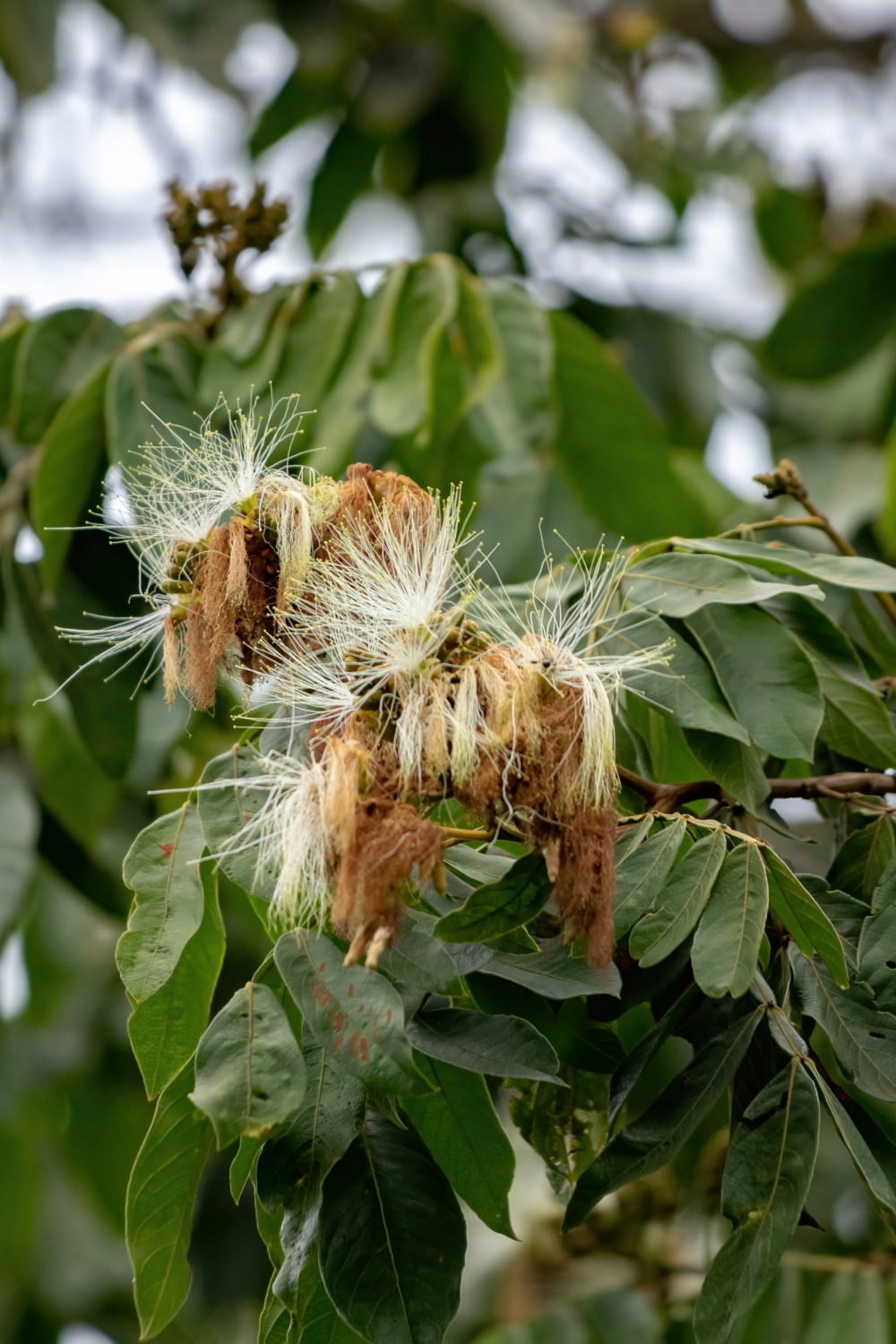 Ice Cream Bean Live Plant (Inga Edulis)