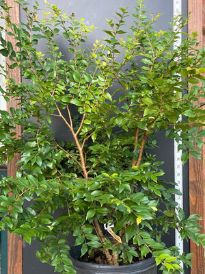 Jaboticaba Tree - San Jose (Plinia sp.) 3G