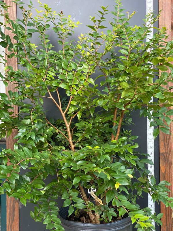 Jaboticaba Tree - San Jose (Plinia sp.) 3G