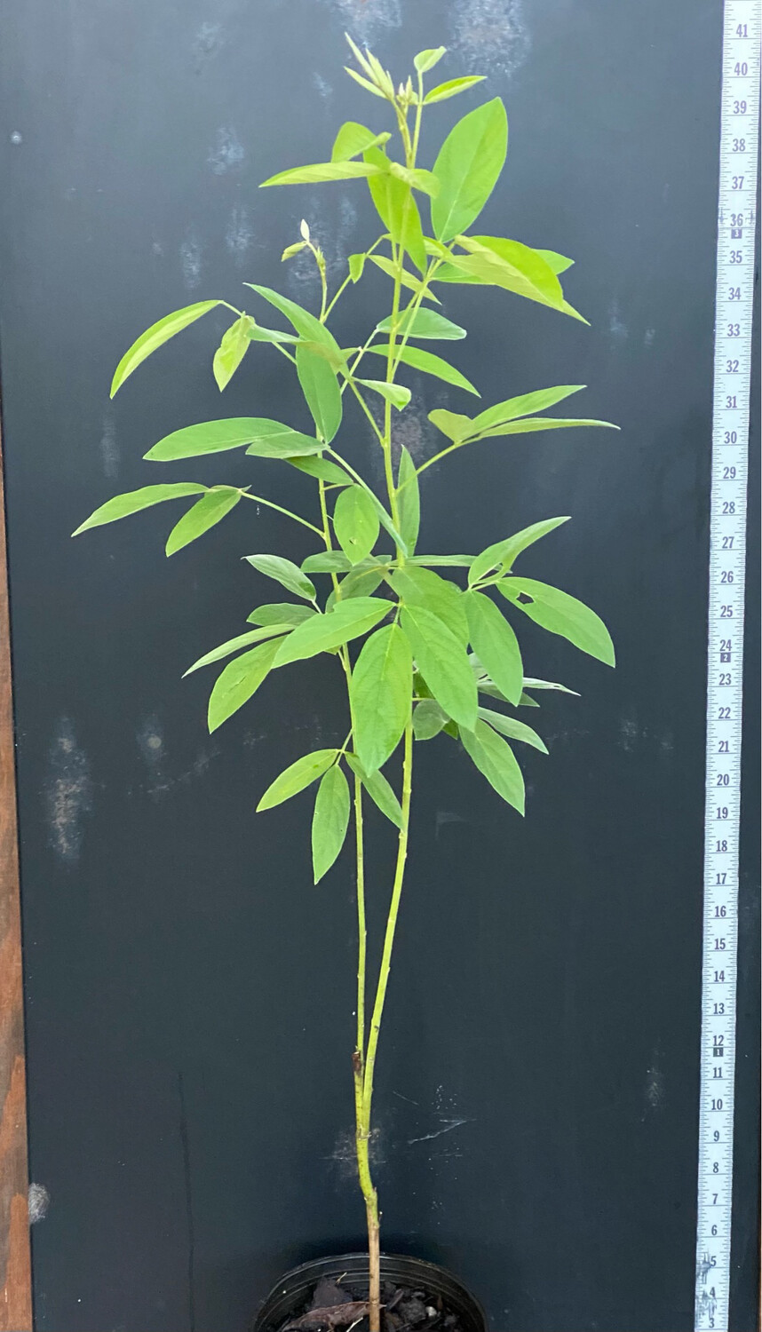 Pigeon Pea - Black (Cajanus cajan) 1G Pigeon Pea - Black (Cajanus cajan) 1G