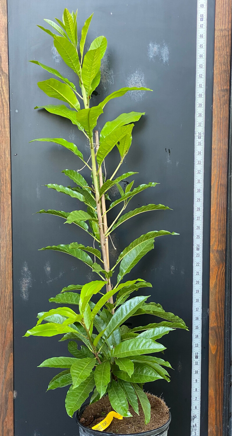 Canistel 'Trompo' (Pouteria campechiana) 3G