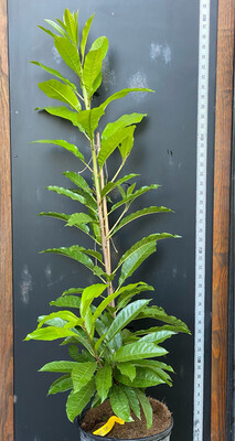 Canistel &#39;Trompo&#39; (Pouteria campechiana) 3G