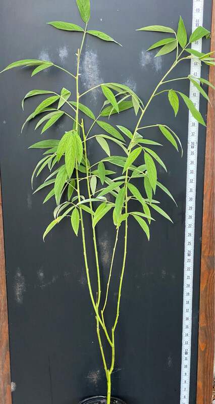 Pigeon Pea - Yellow (Cajanus cajan) 1G
