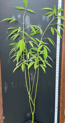 Pigeon Pea - Yellow (Cajanus cajan) 1G
