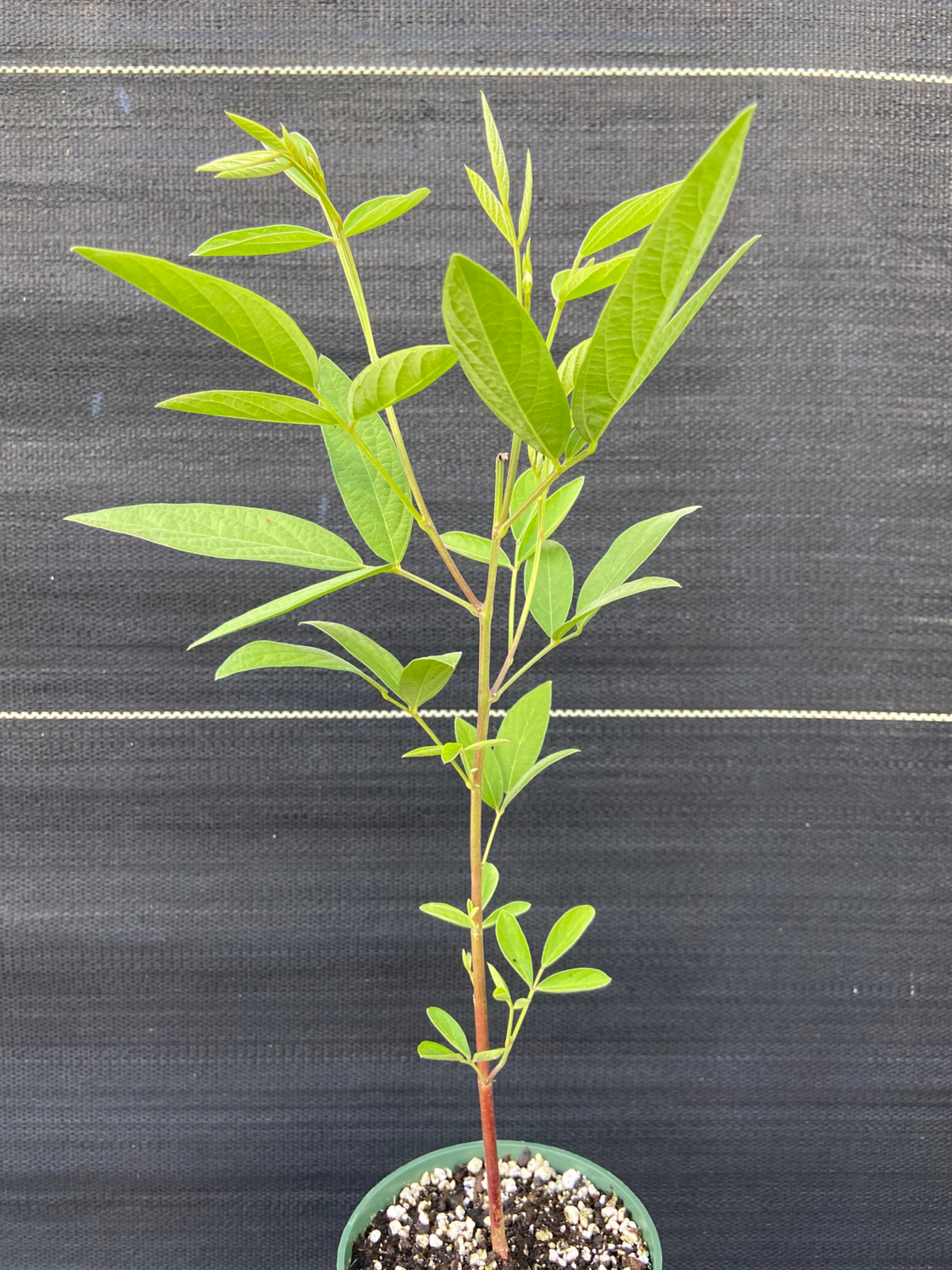 Pigeon Pea - Yellow (Cajanus cajan) 1G Pigeon Pea - Yellow (Cajanus cajan) 1G