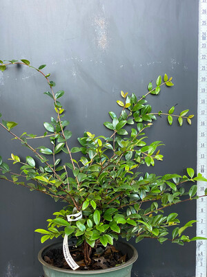 Privet Stopper (Eugenia ligustrina) 2G Privet Stopper (Eugenia ligustrina) 2G