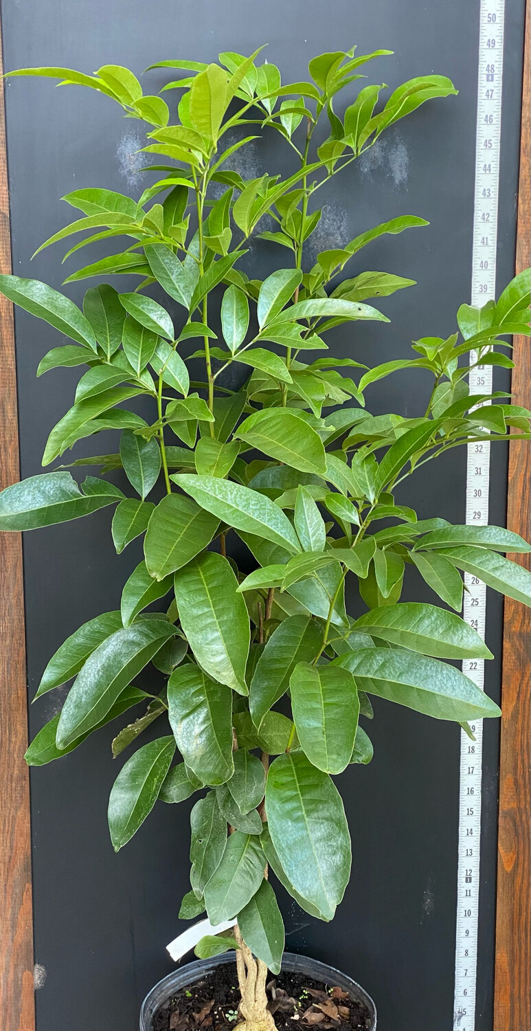 Ginberry (Glycosmis pentaphylla) 3G