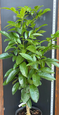 Ginberry (Glycosmis pentaphylla) 3G