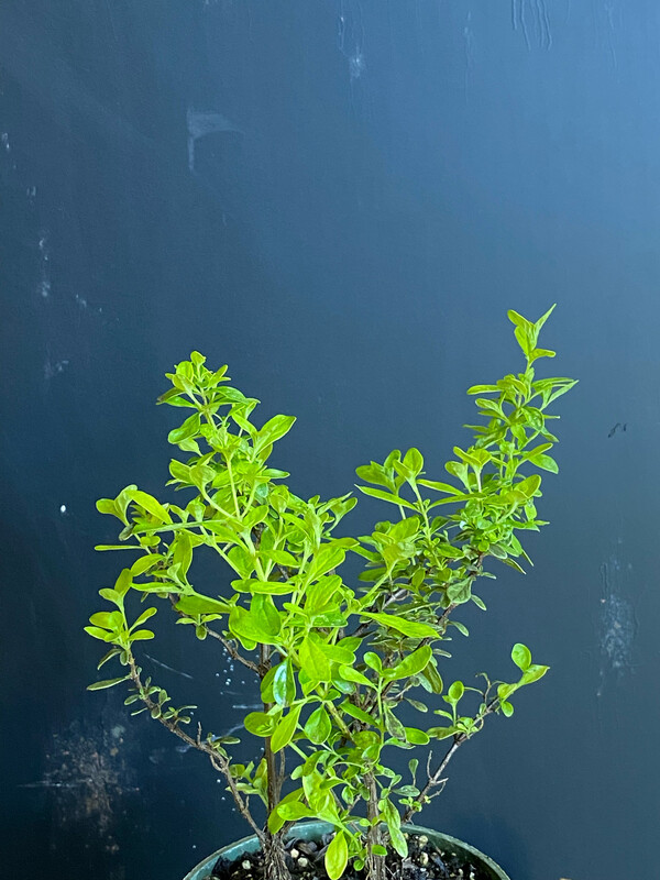 Mint - Costa Rican (Satureja viminea) 4”