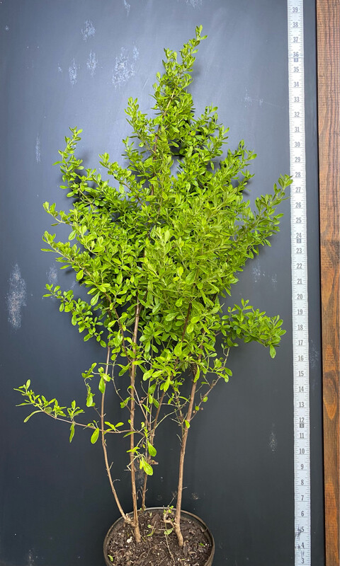Mint - Costa Rican (Satureja viminea) 1G