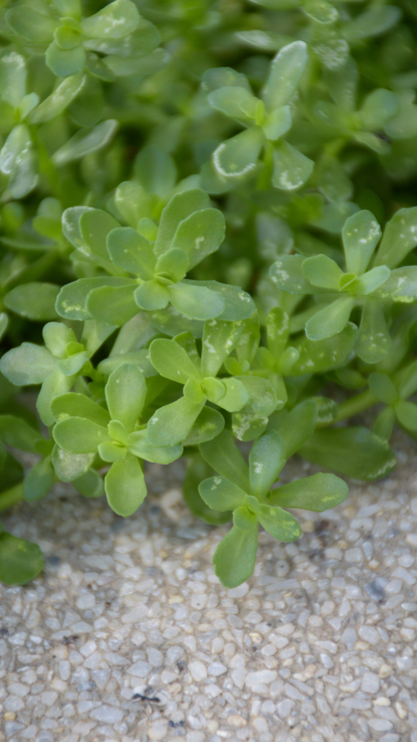 Bacopa (Bacopa monnieri) 2G