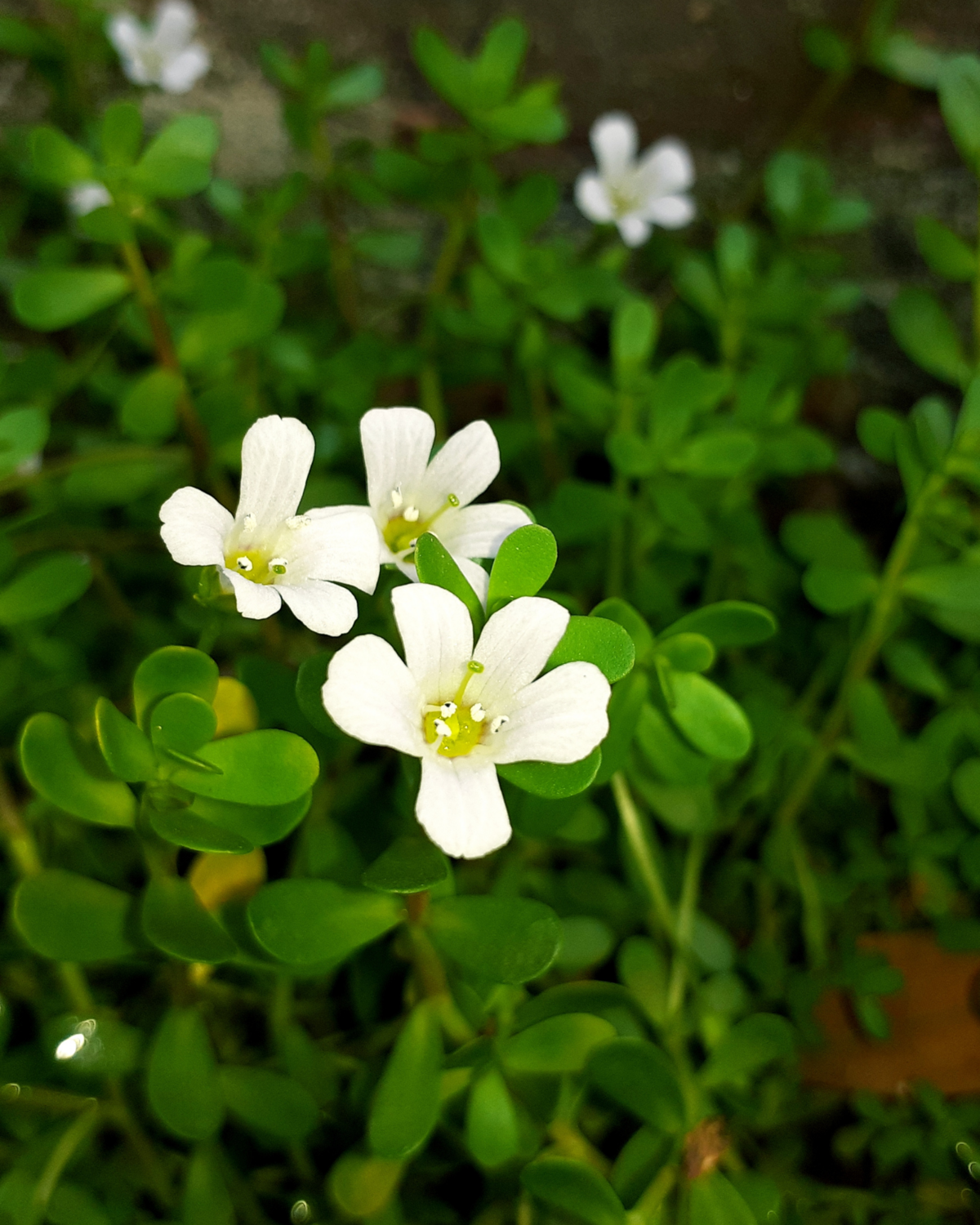 Bacopa (Bacopa monnieri) 2G
